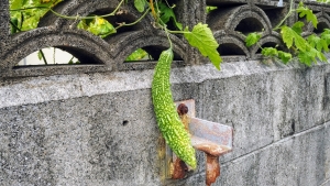 沖縄料理は絶望的にマズイ？流石に記者の舌を疑う【コラム】