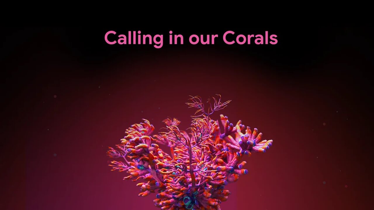 ユーザー参加型Googleサンゴ礁保護支援プログラム「Calling in Our Corals」