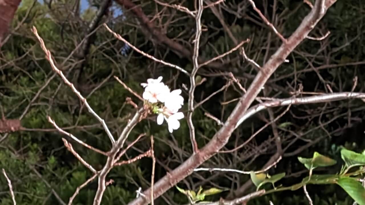 10月なのに桜開花🌸@横浜【Pixel撮り比べ】